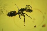 Two Fossil Ants (Formicidae) & A Beetle (Coleoptera) In Baltic Amber #105485-1